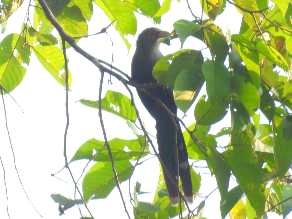 Chestnut-bellied Malkoha - ML623105881