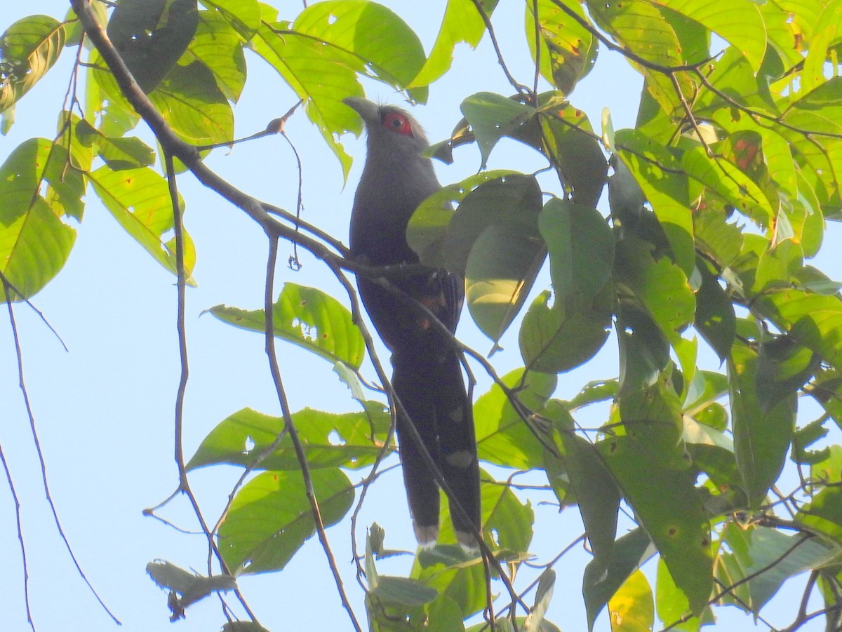 Chestnut-bellied Malkoha - bob butler