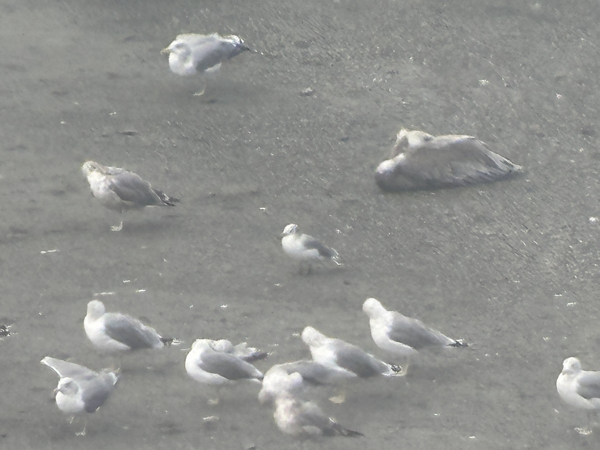 Black-legged Kittiwake - ML623105931