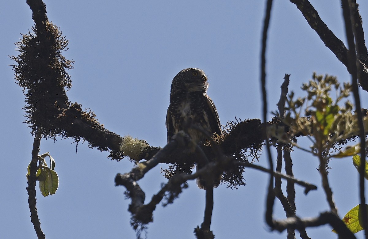 Yungas Pygmy-Owl - Paul Chapman