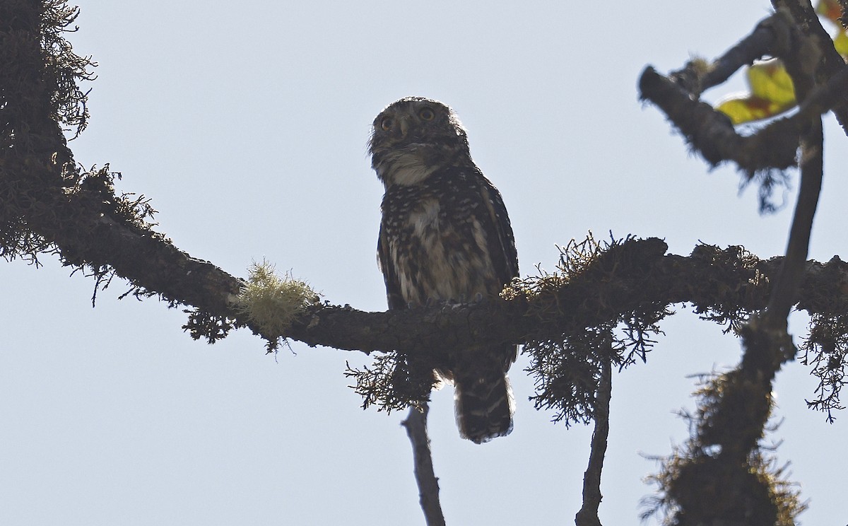 Yungas Pygmy-Owl - ML623106015