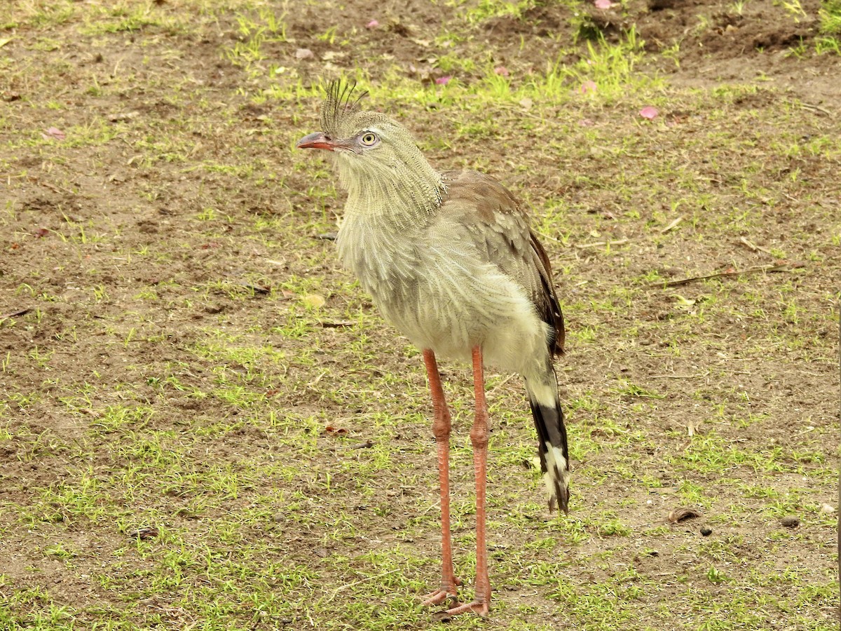 Red-legged Seriema - ML623106035