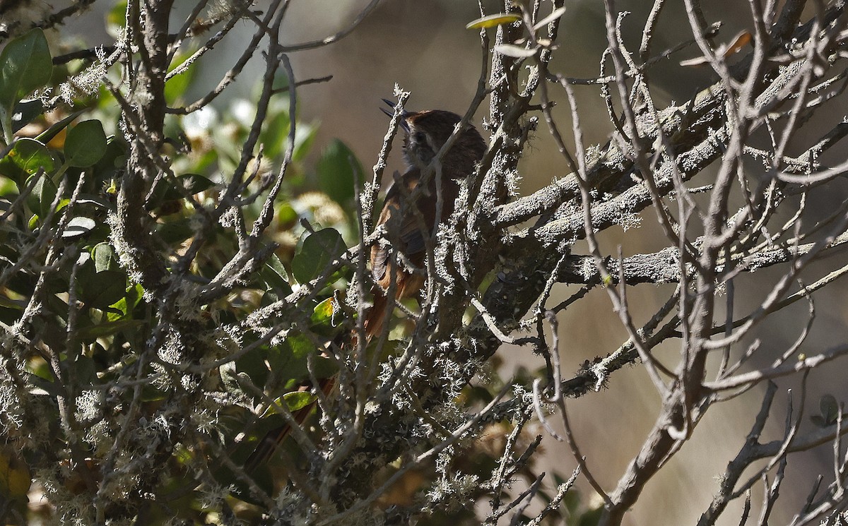 Rusty-fronted Canastero - ML623106040