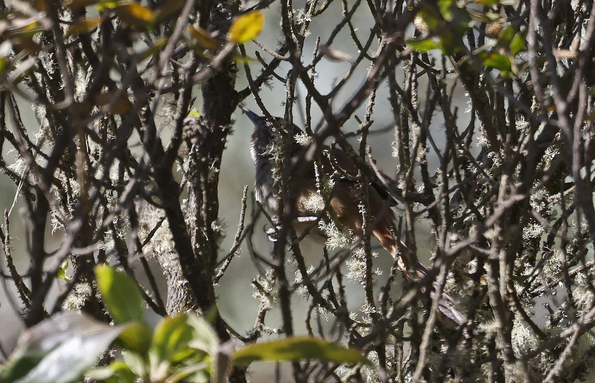 Rusty-fronted Canastero - ML623106047