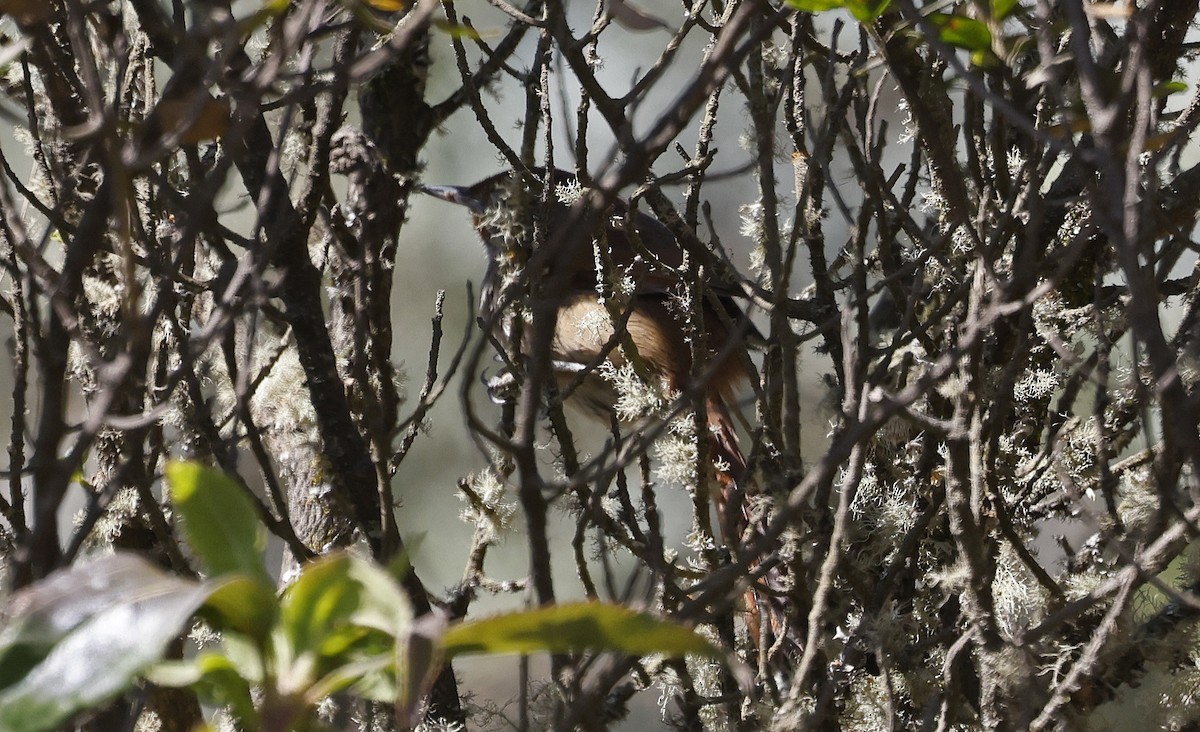 Rusty-fronted Canastero - ML623106051