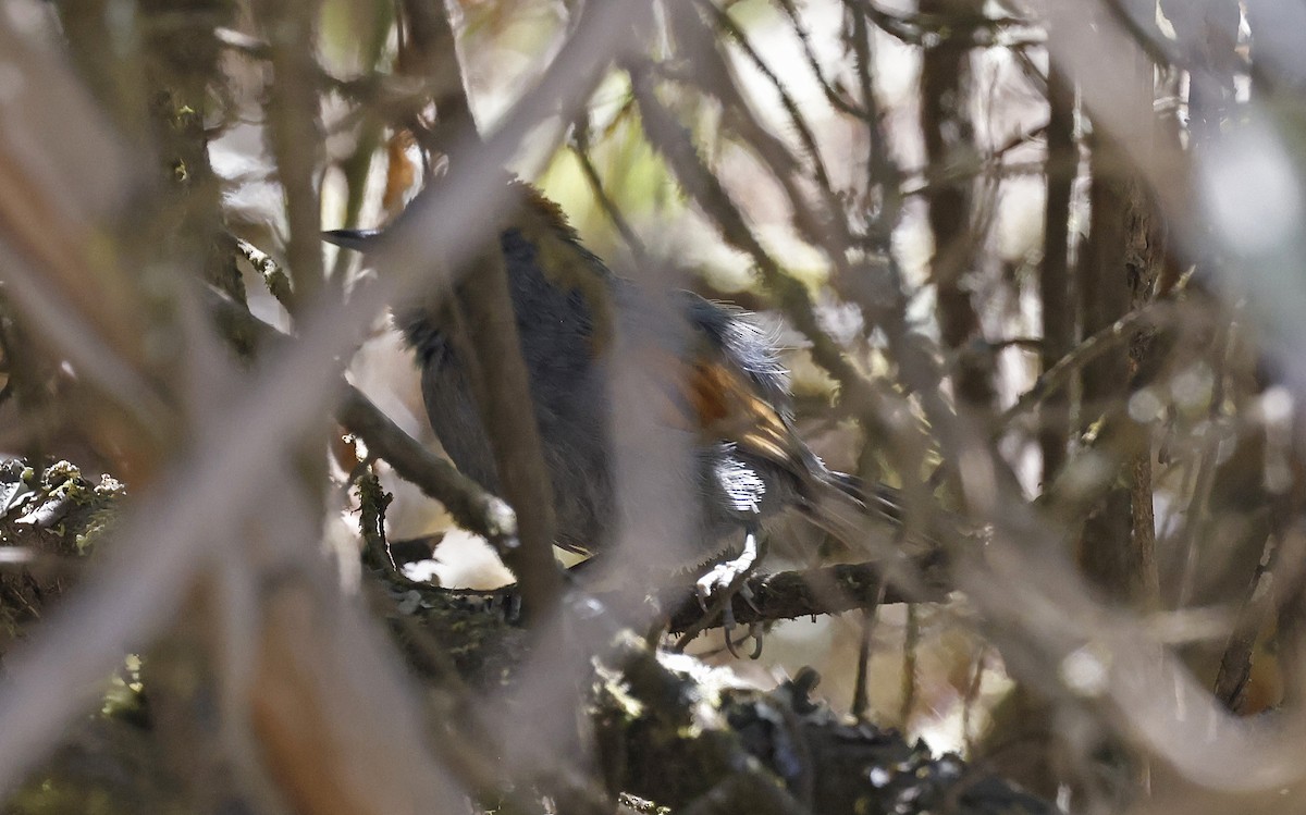 Apurimac Spinetail - ML623106098