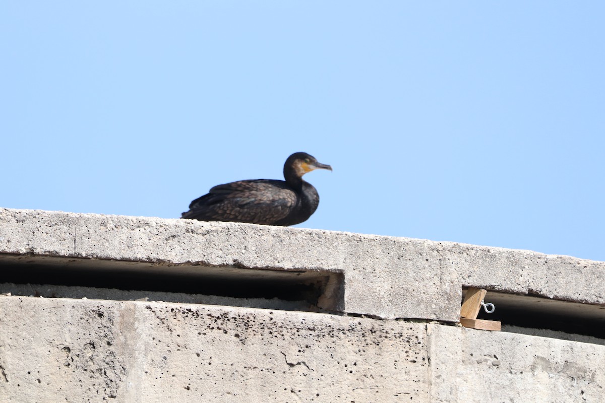 Cormorán Grande - ML623106131