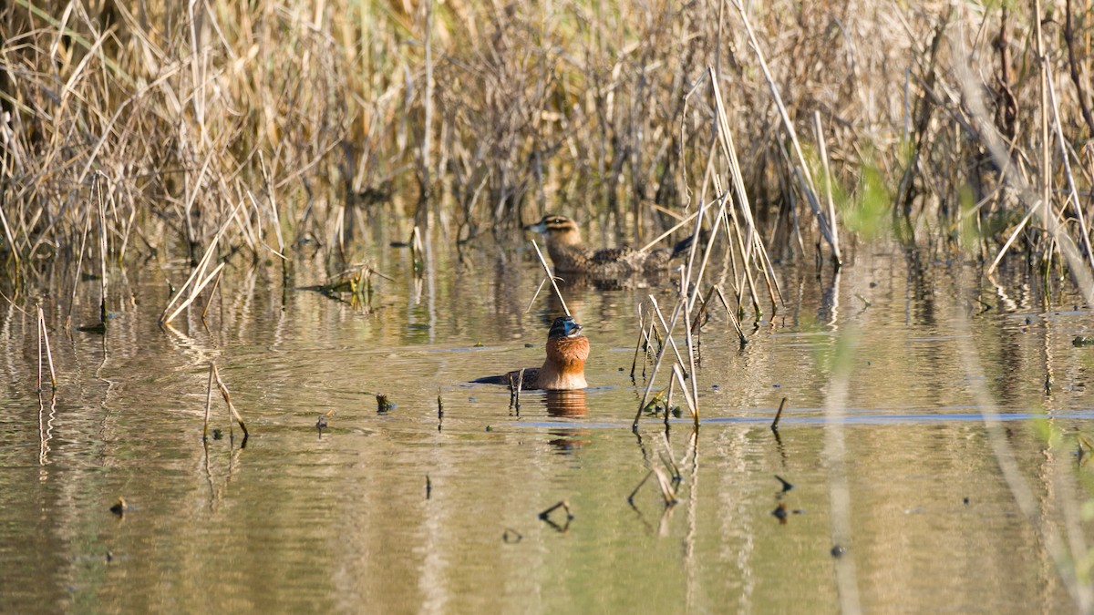 Masked Duck - ML623106257