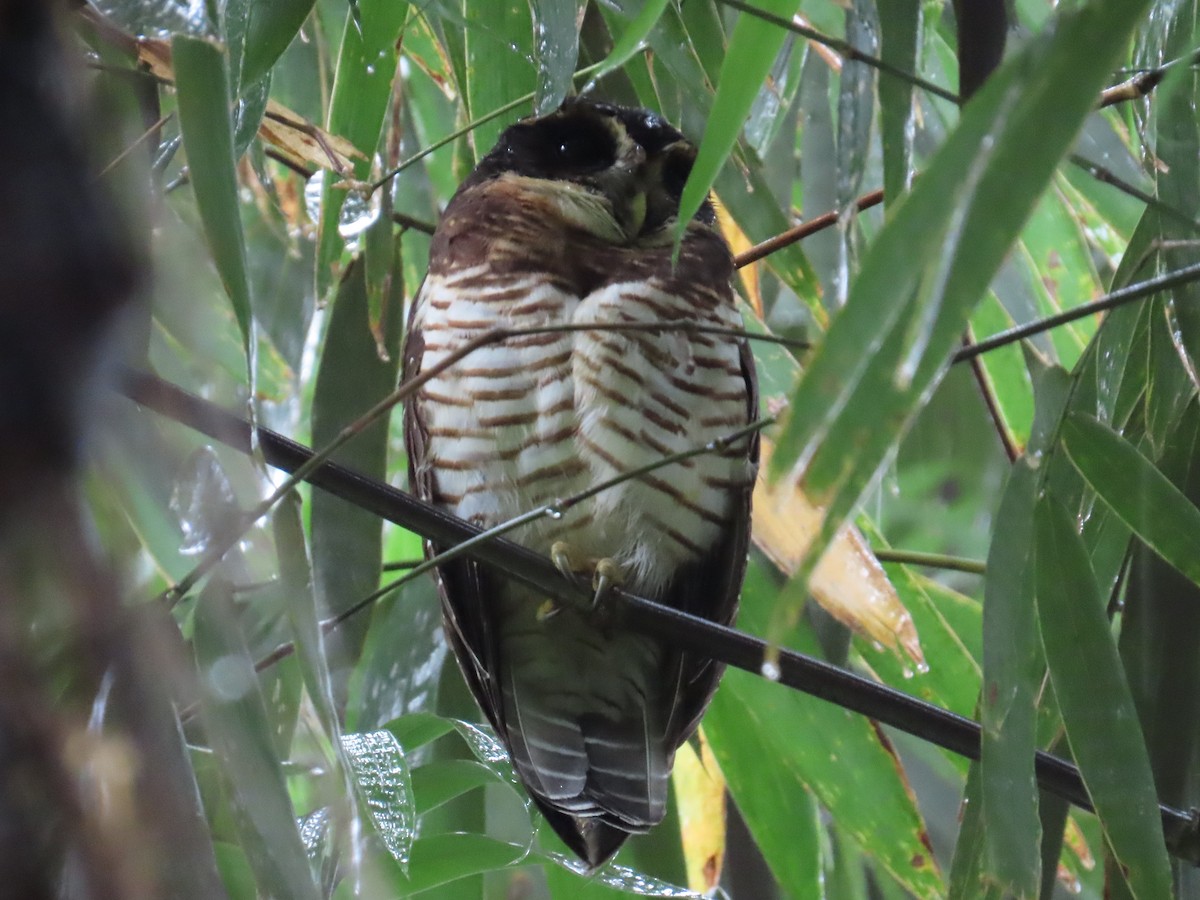 Band-bellied Owl - ML623106258