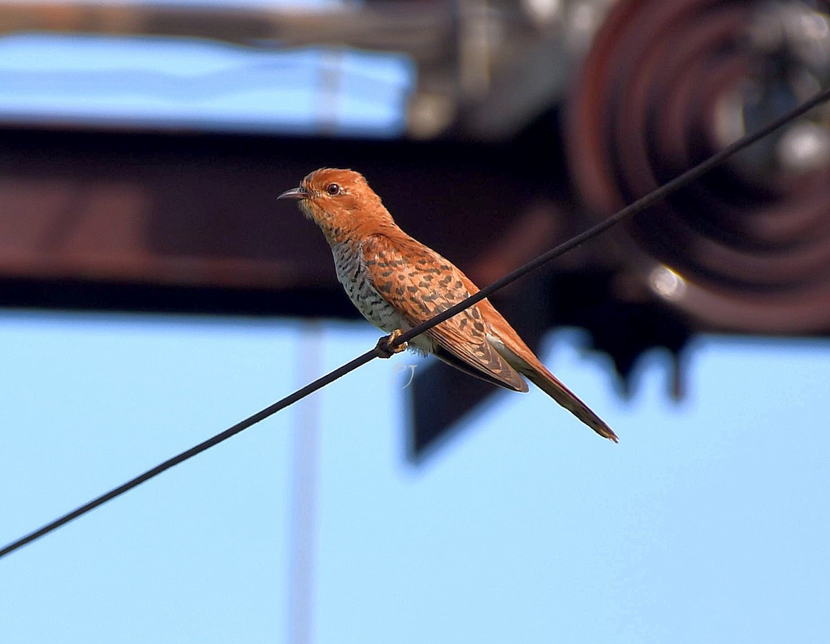 Gray-bellied Cuckoo - ML623106261