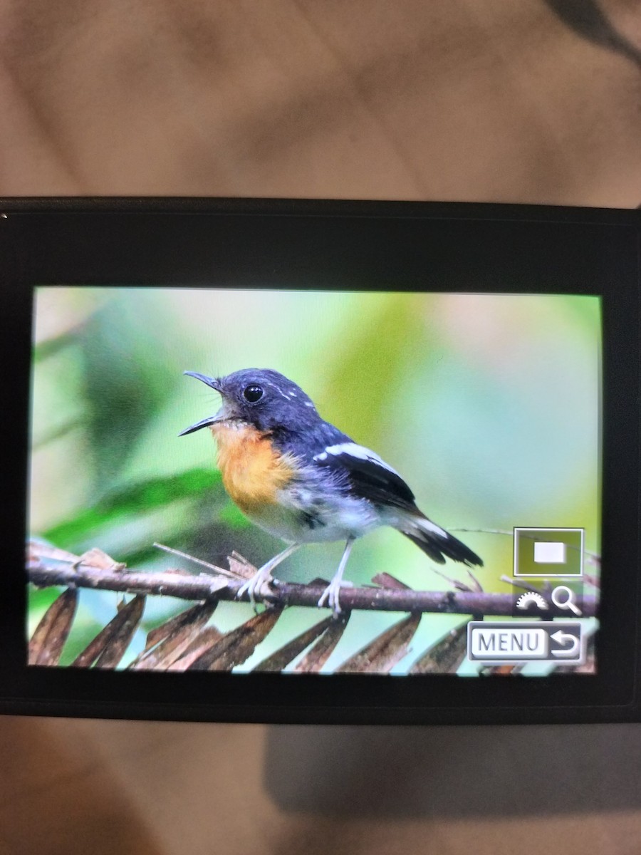 Rufous-chested Flycatcher - ML623106269