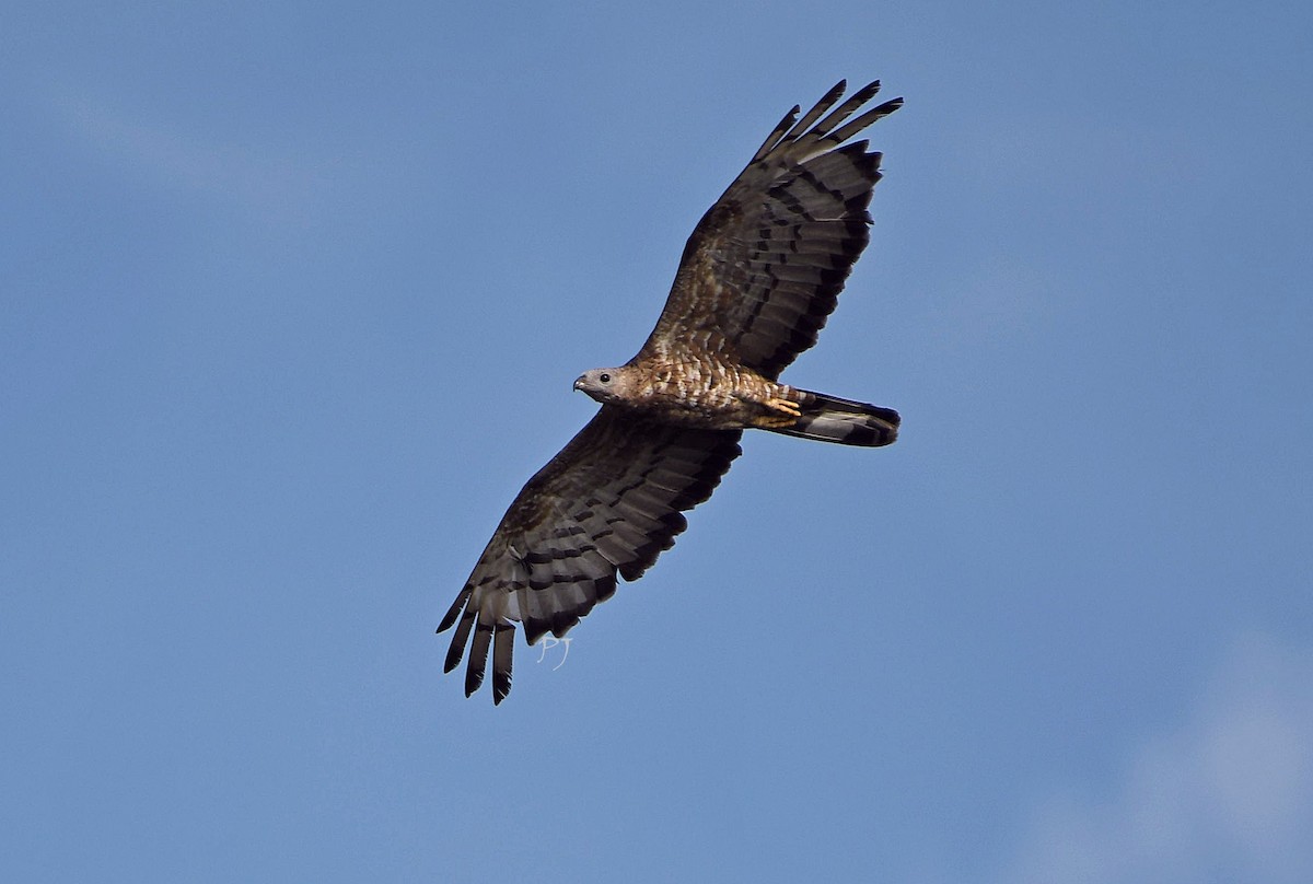 Falco pecchiaiolo orientale - ML623106270
