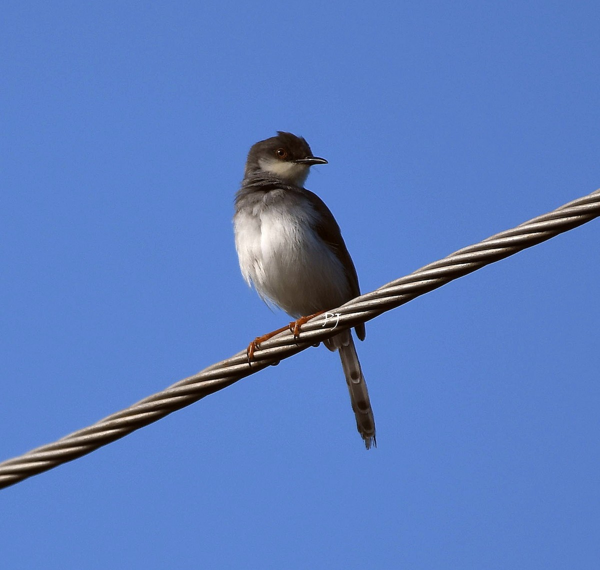 Gray-breasted Prinia - ML623106304
