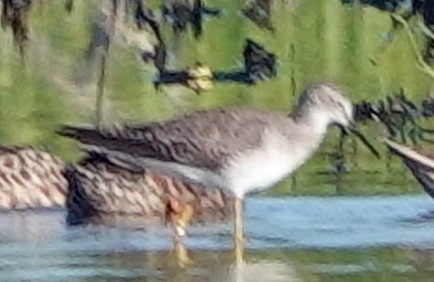 gulbeinsnipe - ML623106319