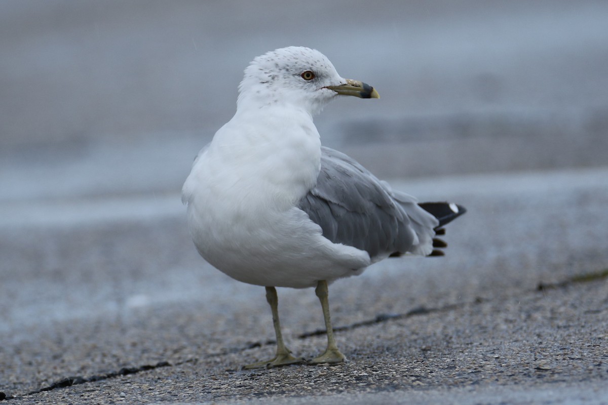 Ring-billed Gull - ML623106379