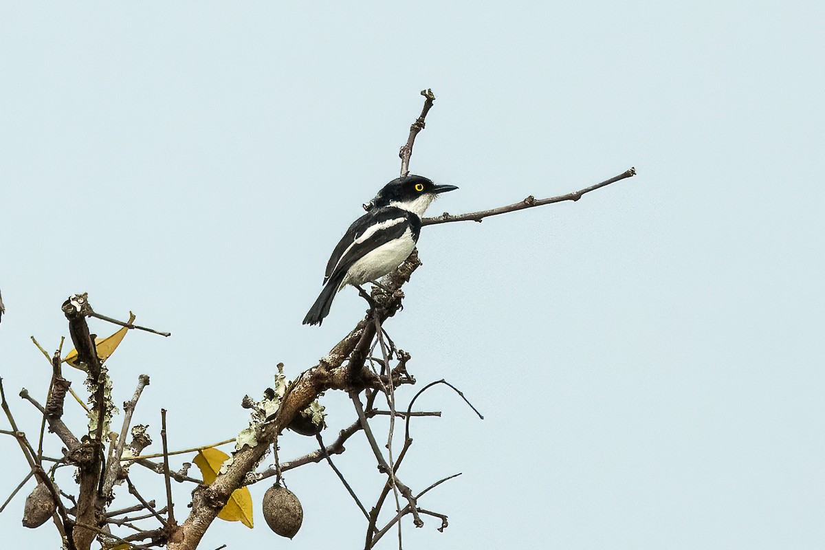 Angola Batis - Francesco Veronesi