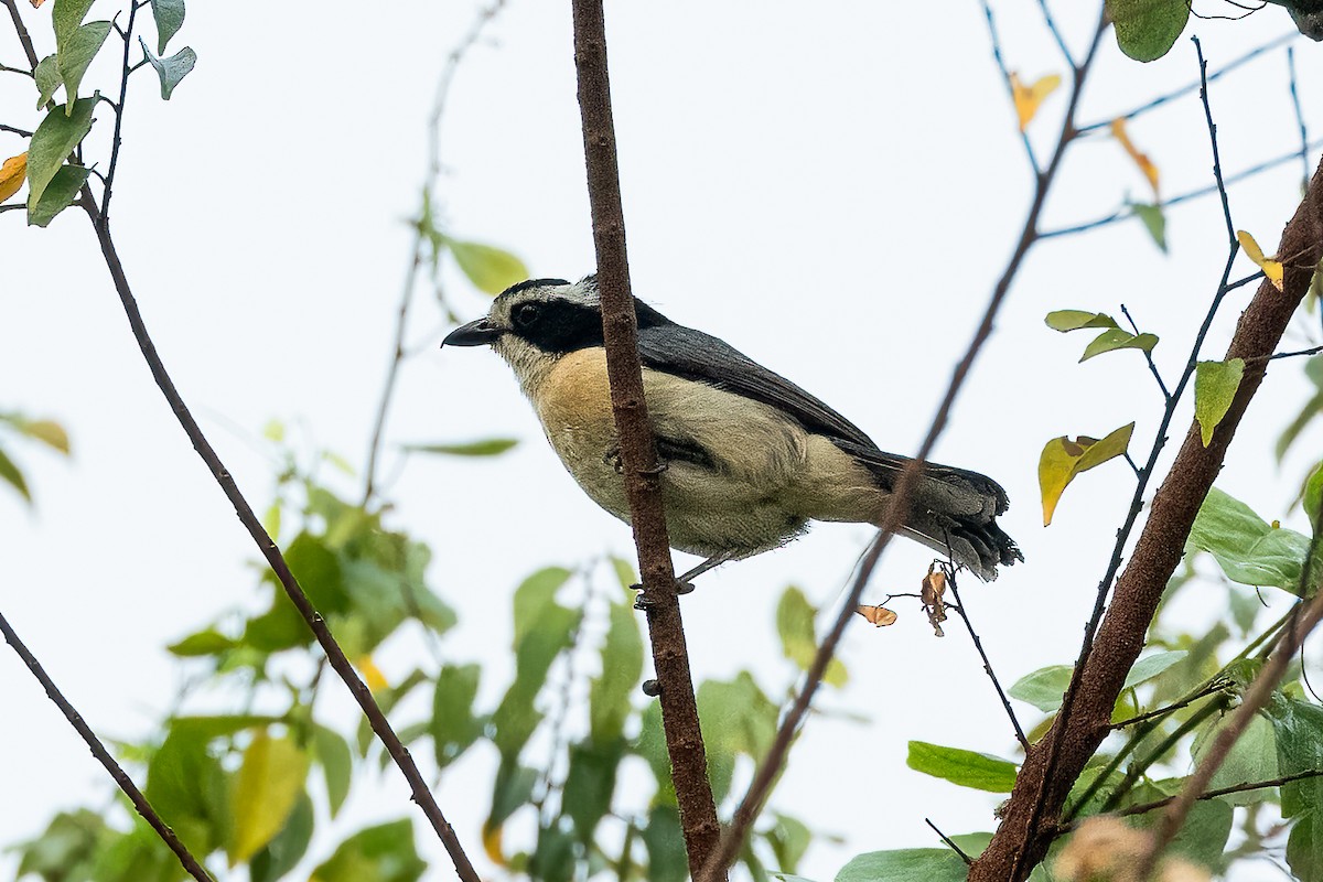 Gray-green Bushshrike - ML623106434