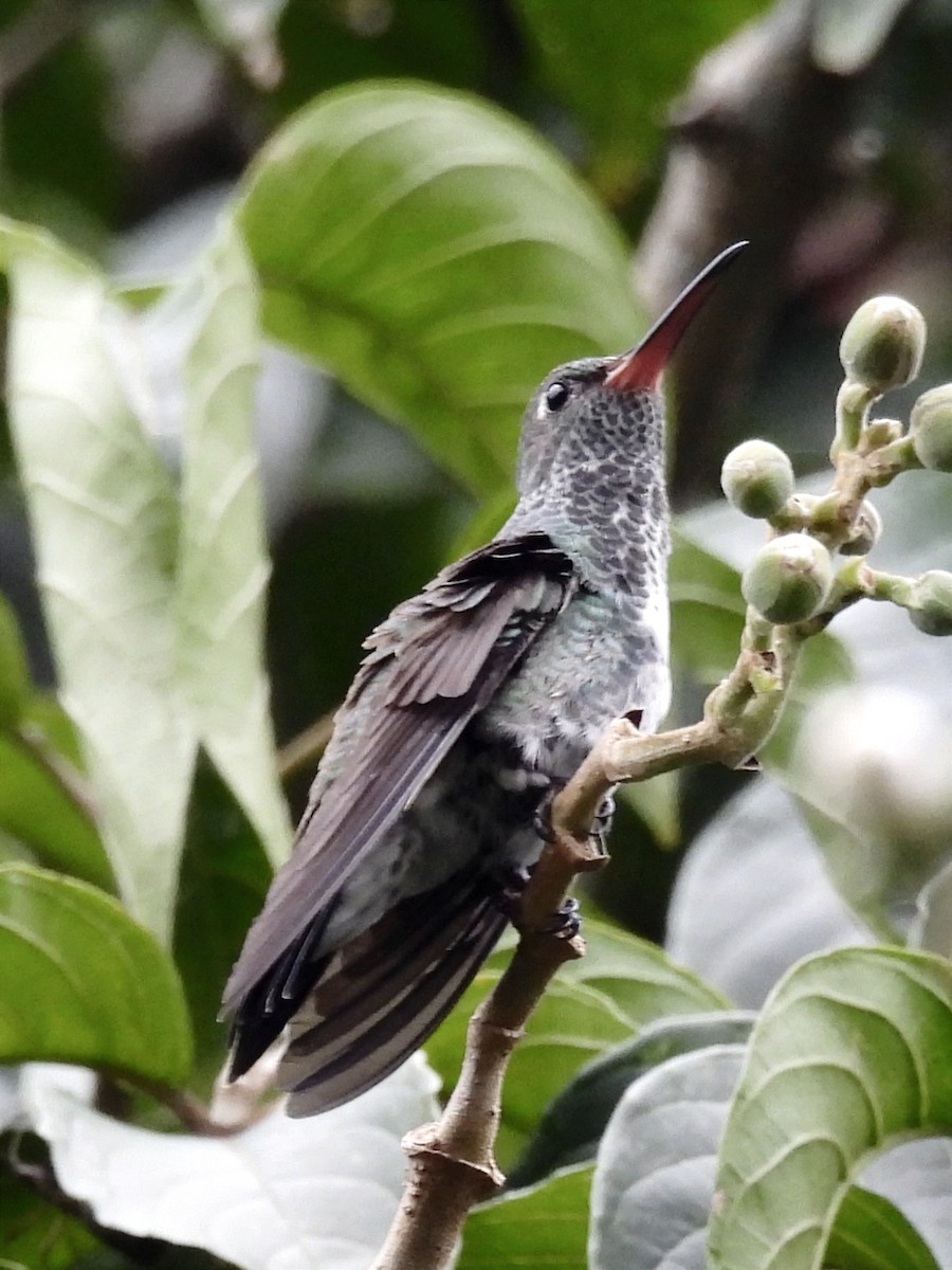 Glittering-throated Emerald - ML623106491