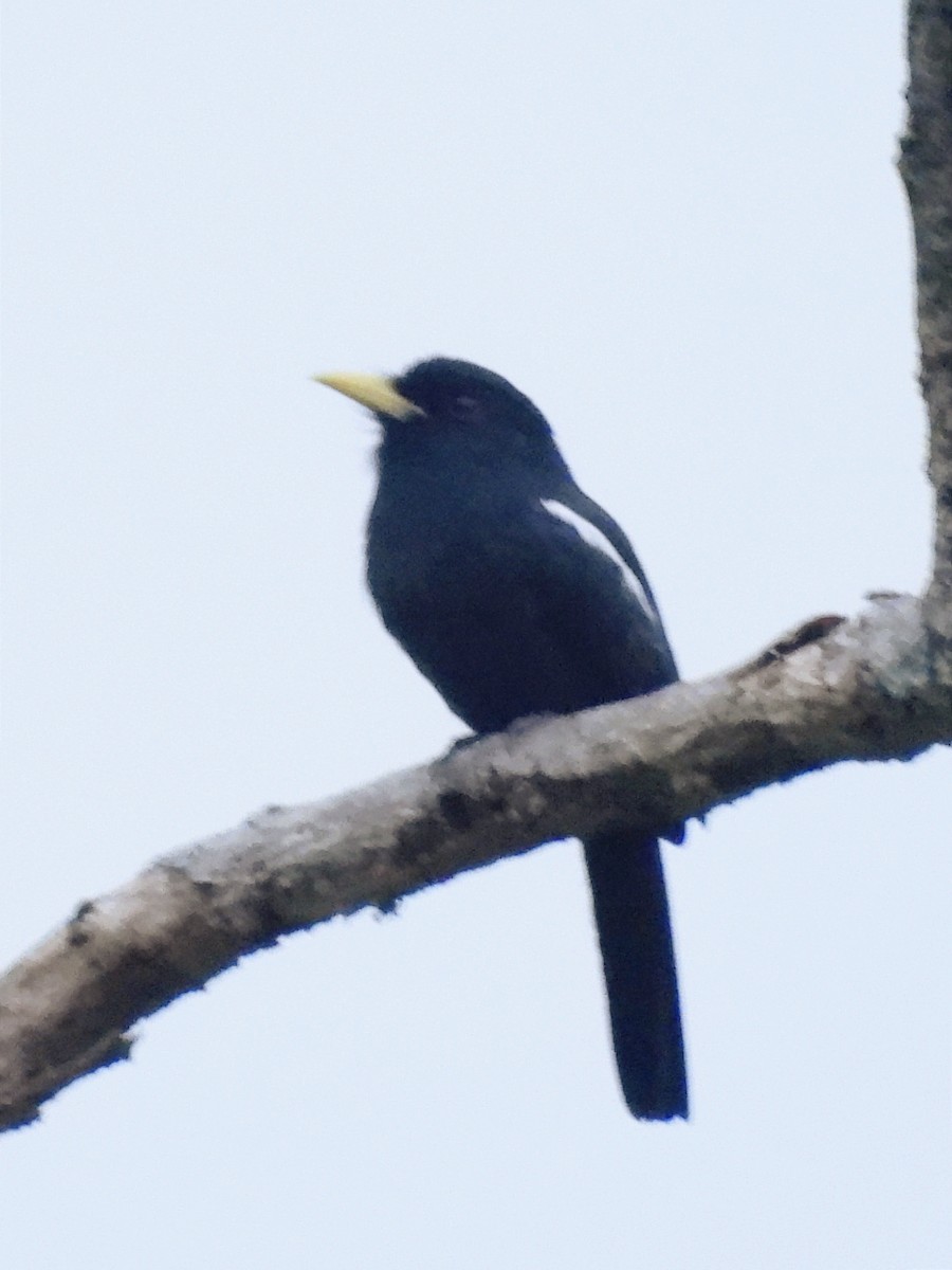 Yellow-billed Nunbird - ML623106495