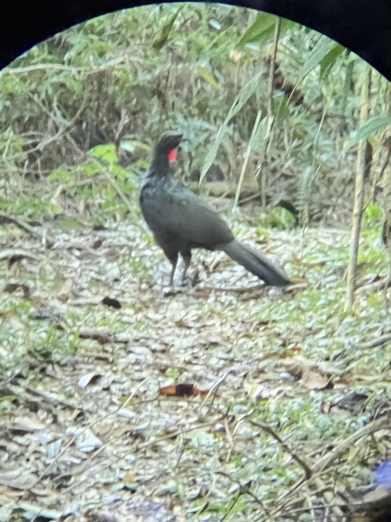 Dusky-legged Guan - ML623106556