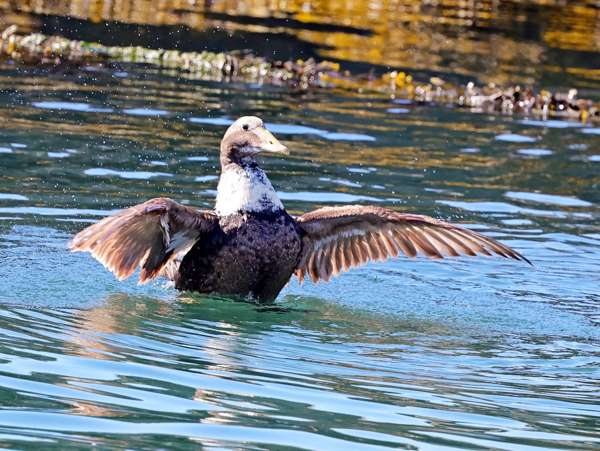 Common Eider - ML623106585