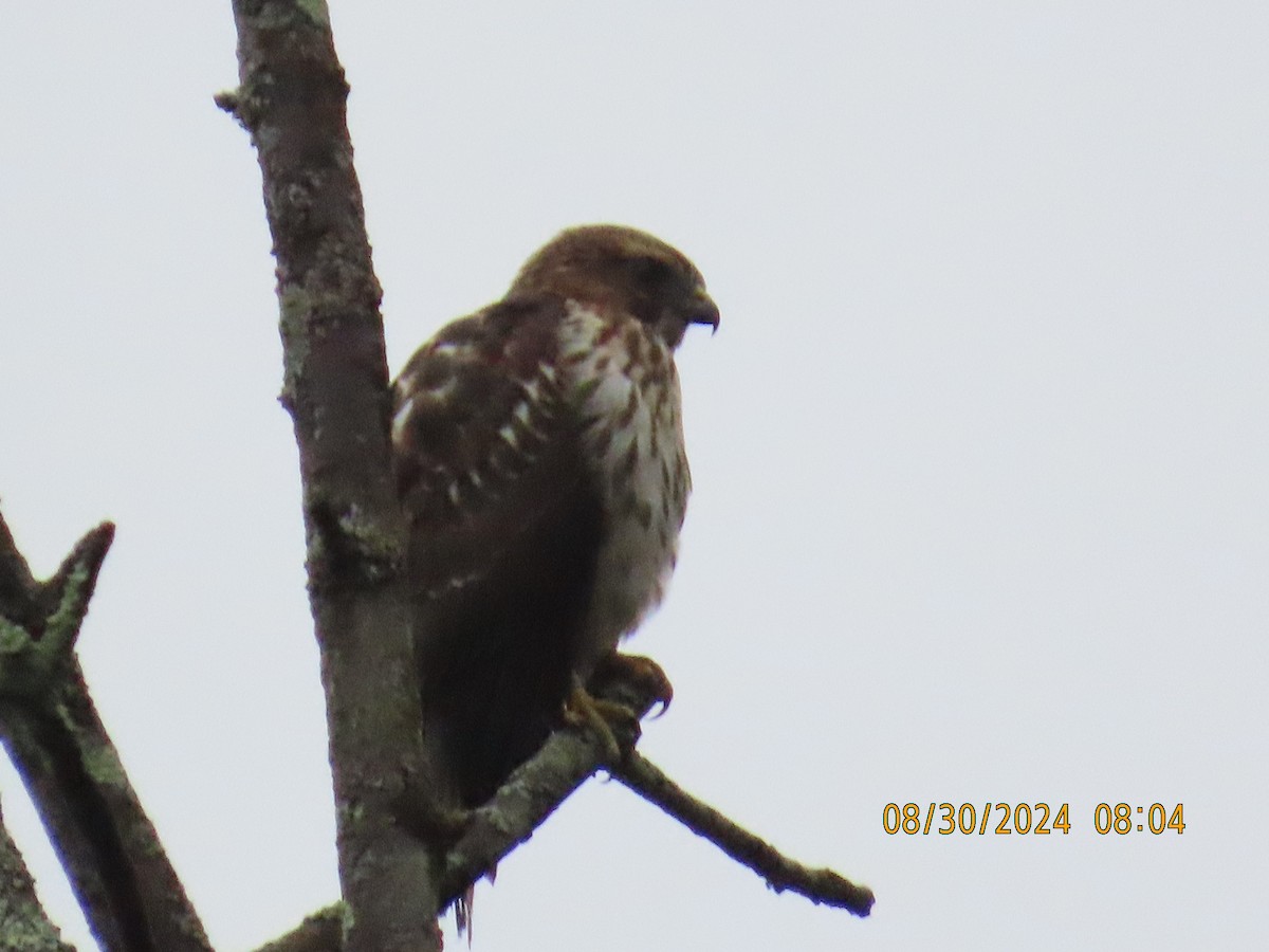 Red-tailed Hawk - ML623106617