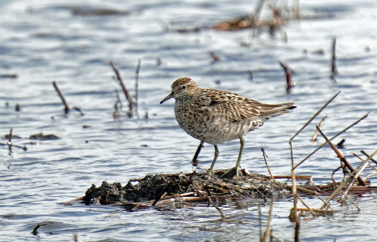 Sharp-tailed Sandpiper - toshiaki sasama