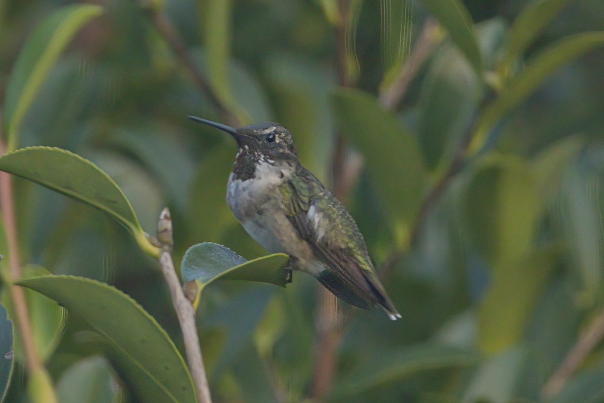 Ruby-throated Hummingbird - ML623106631