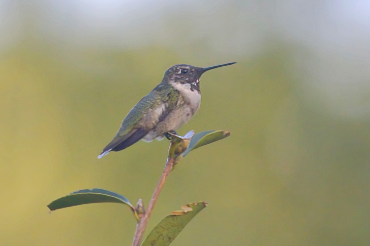 Ruby-throated Hummingbird - ML623106636