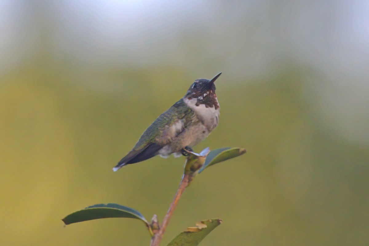 Ruby-throated Hummingbird - ML623106644