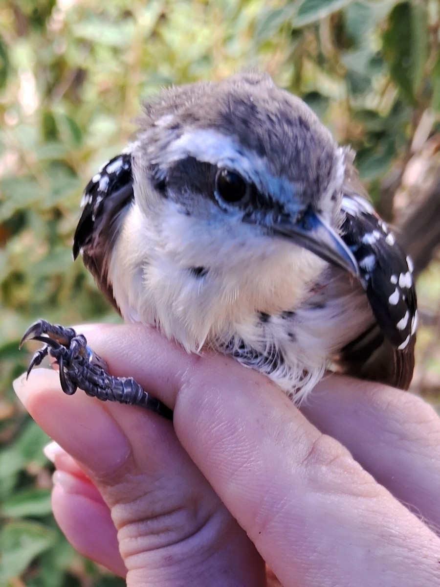 Black-bellied Antwren - ML623106654