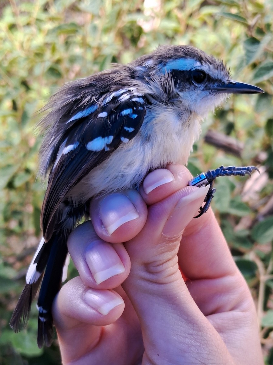 Black-bellied Antwren - ML623106656