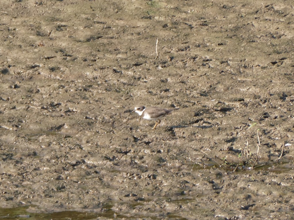 Semipalmated Plover - ML623106661