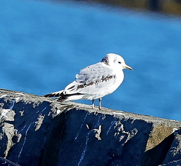 Black-legged Kittiwake - ML623106682