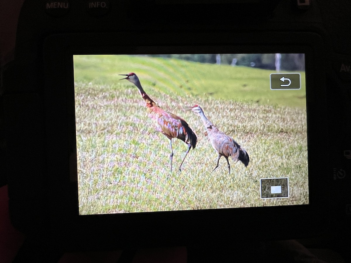 Sandhill Crane - ML623106716