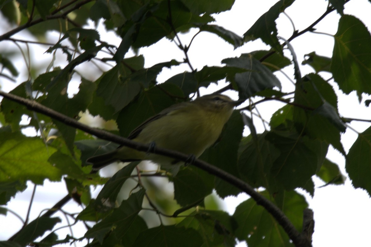 Philadelphia Vireo - ML623106739