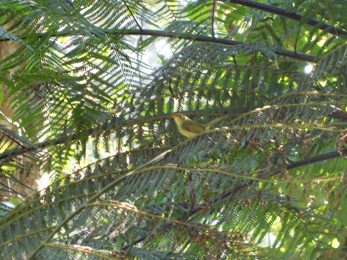 Oustalet's Tyrannulet - ML623106765