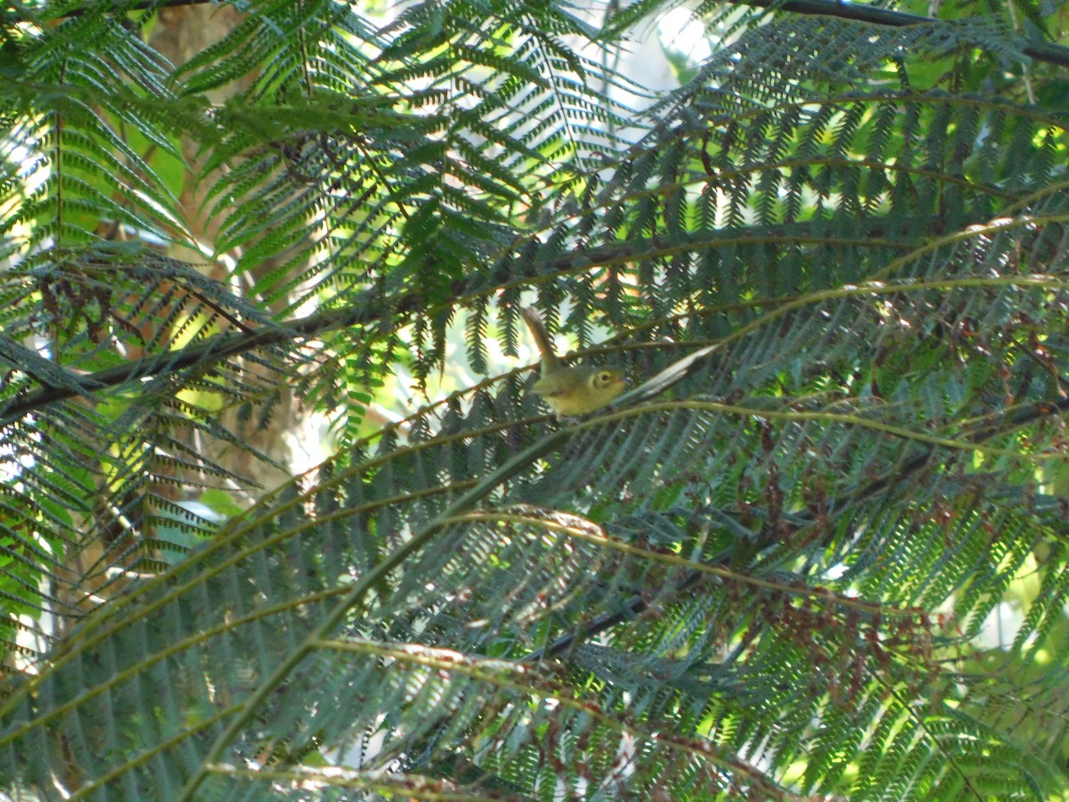 Oustalet's Tyrannulet - ML623106766