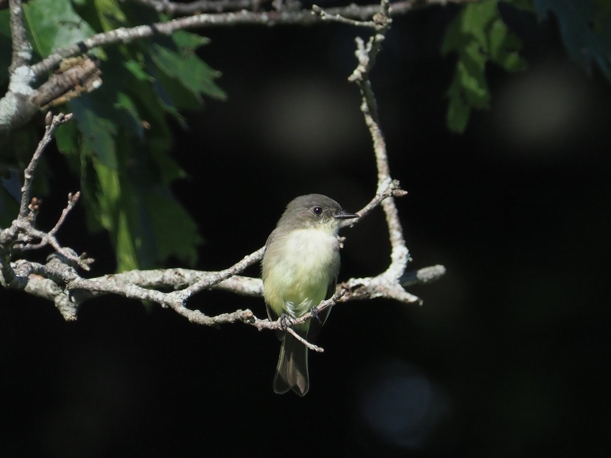 Eastern Phoebe - ML623106947