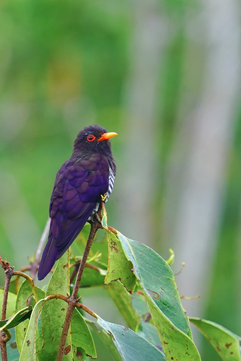 Violet Cuckoo - Joshua Chong