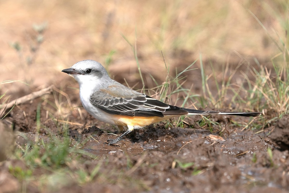 Scissor-tailed Flycatcher - ML623107044