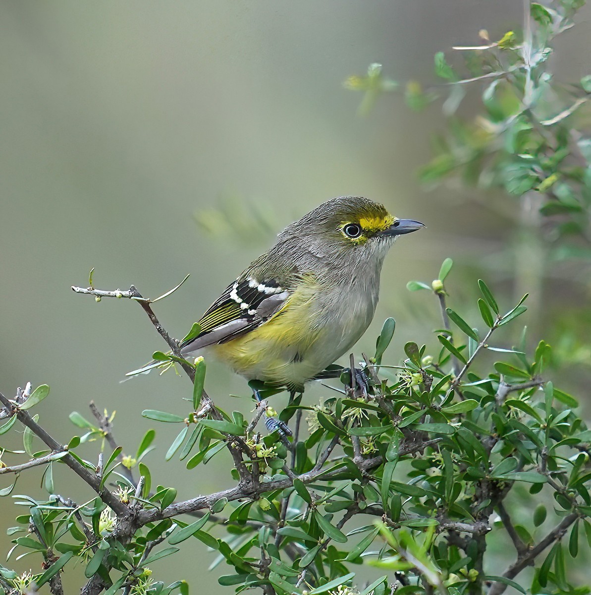 hvitøyevireo - ML623107050