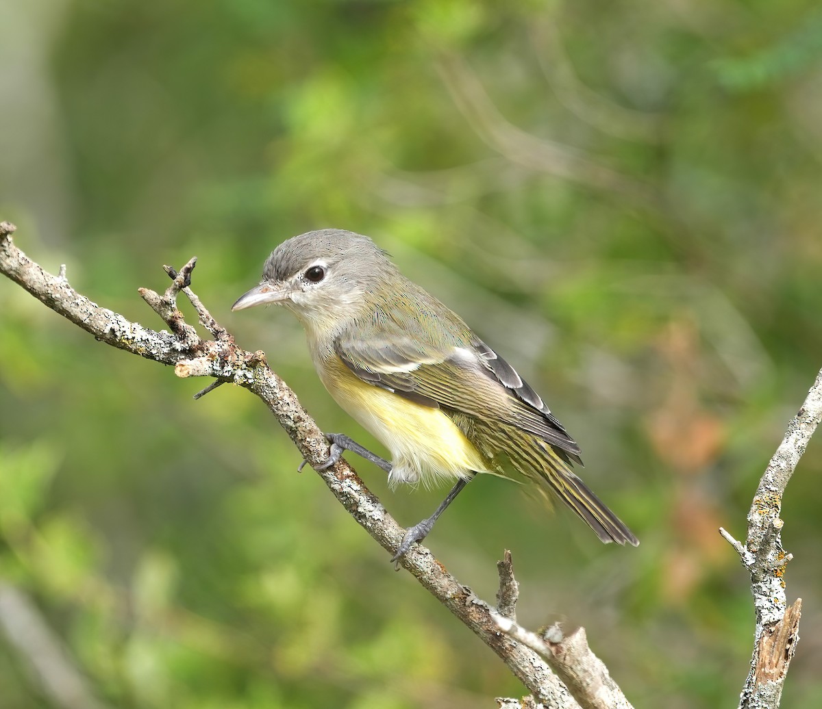 Bell's Vireo - ML623107058