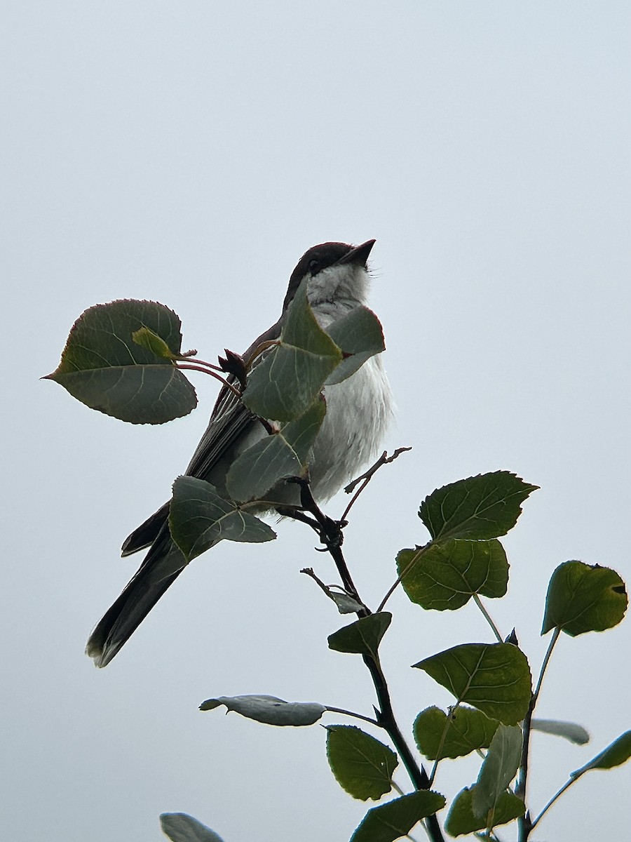 Eastern Kingbird - ML623107092