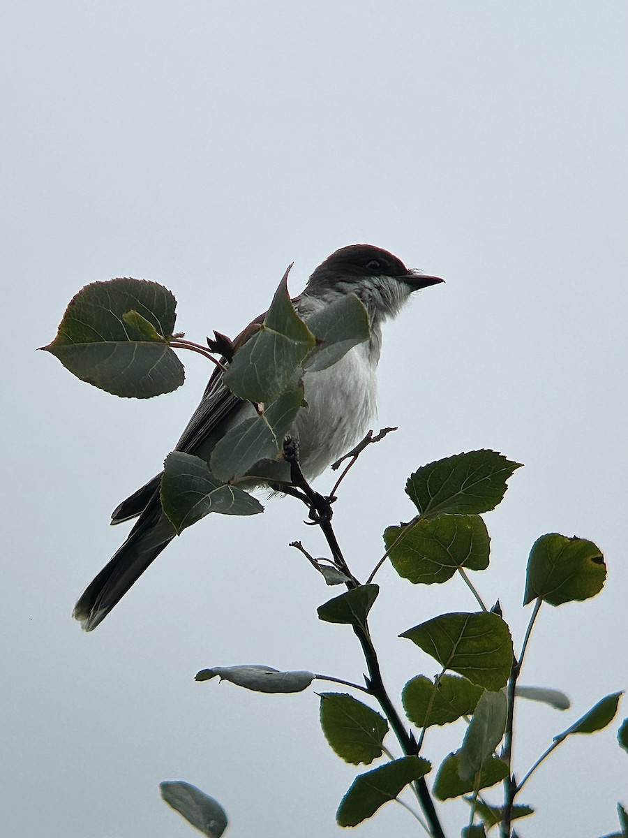 Eastern Kingbird - ML623107093