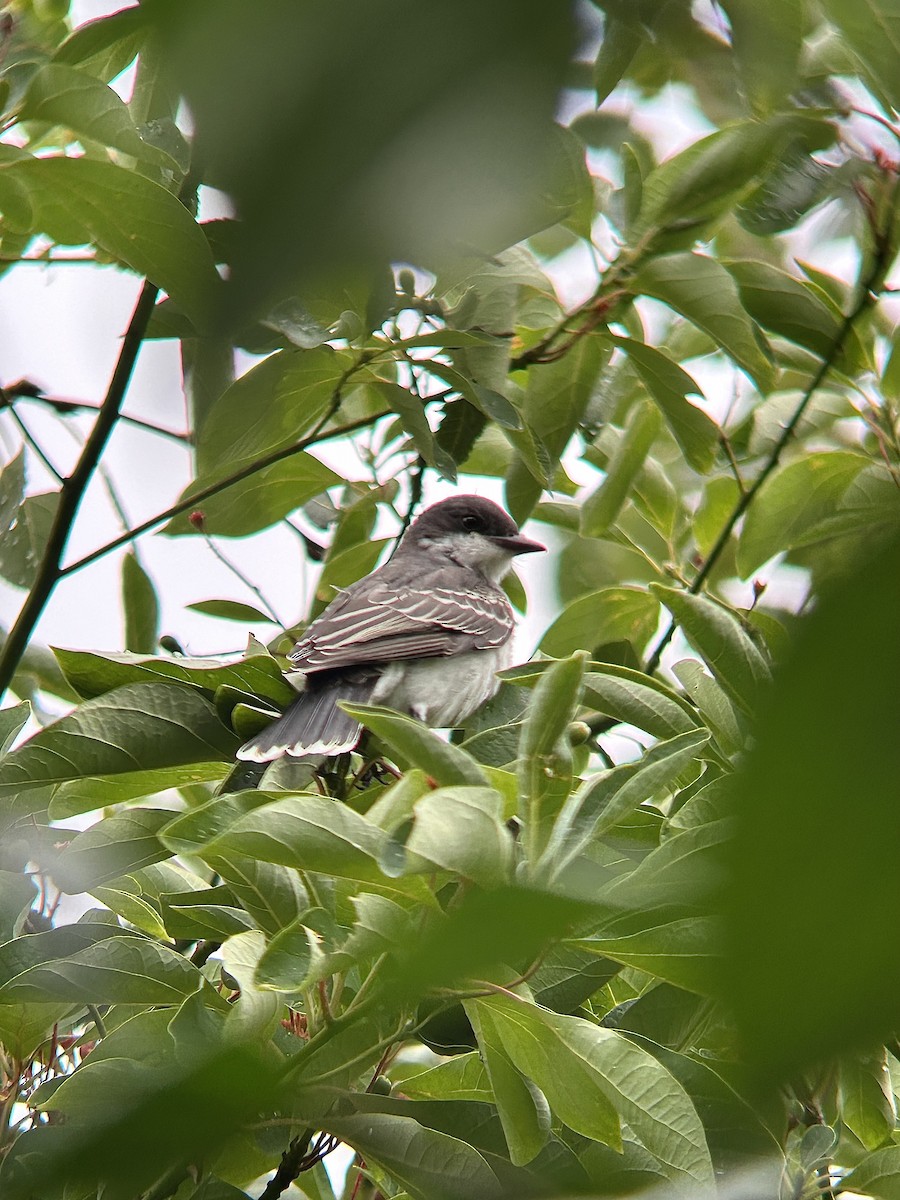 Eastern Kingbird - ML623107095