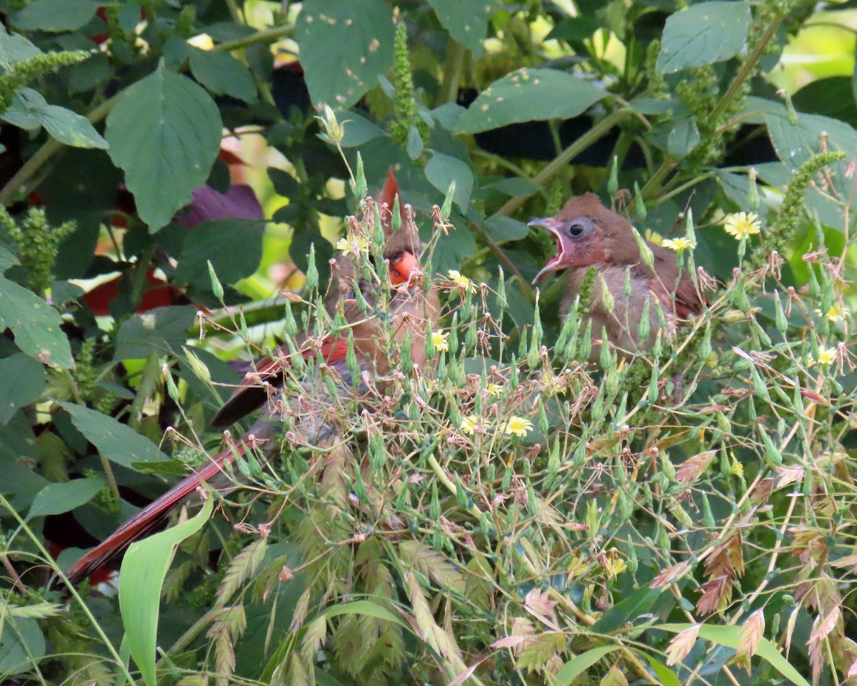 Northern Cardinal - ML623107107
