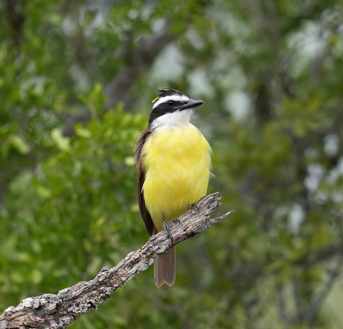 Great Kiskadee - ML623107109