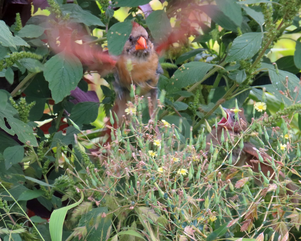 Northern Cardinal - ML623107110