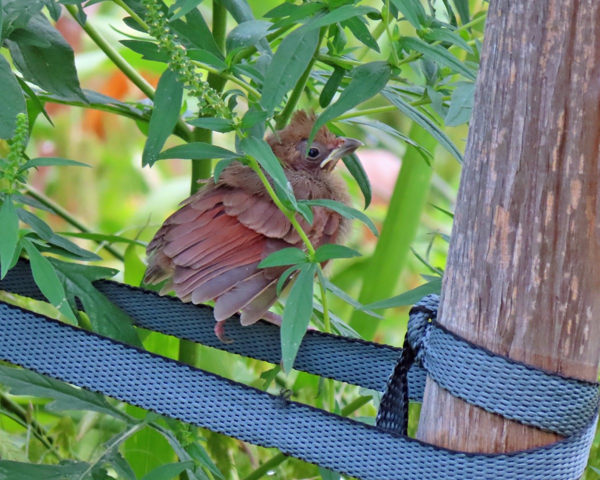 Northern Cardinal - ML623107112